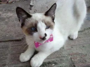 Gato raça Mista idade 2 a 6 meses nome Frozen
