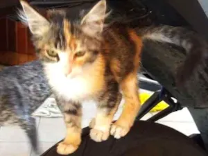 Gato raça SRD idade Abaixo de 2 meses nome Lani