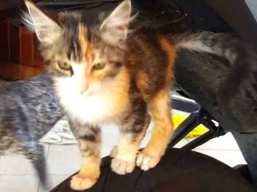 Gato ra a SRD idade Abaixo de 2 meses nome Lani