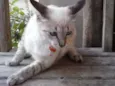 Tigre branco