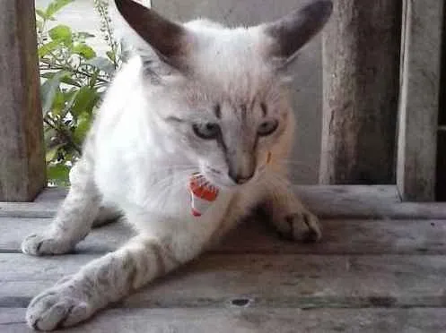 Gato ra a Siamês claro idade 2 a 6 meses nome Tigre branco