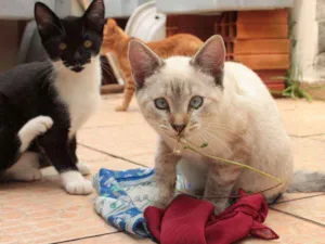 Gato raça  idade 2 a 6 meses nome ná, pó, ly