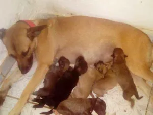 Cachorro raça vira lata idade Abaixo de 2 meses nome princesa