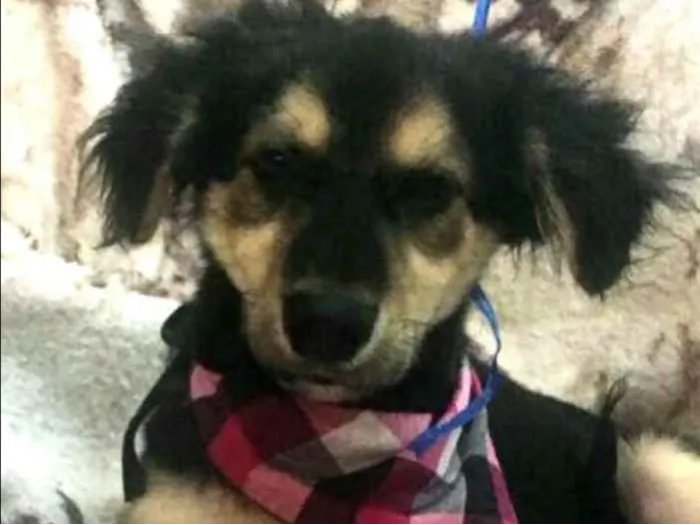 Cachorro ra a Sem raça definida idade 2 a 6 meses nome Pitoco