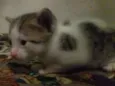Gato macho e femea