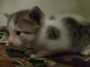 Gato raça Srd idade Abaixo de 2 meses nome Gato macho e femea