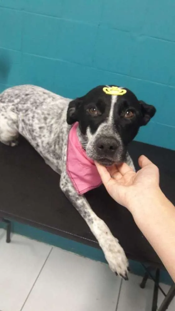 Cachorro ra a Vira lata idade 2 anos nome Kisha