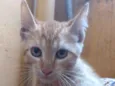 Gato raça Sem raça definida idade 2 a 6 meses nome Gatinhas abandonadas
