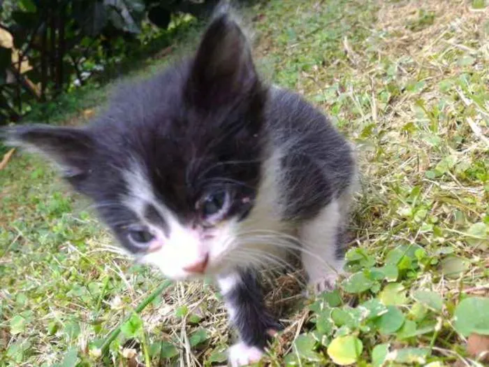 Gato ra a sem raça definida idade 2 a 6 meses nome Sem nome