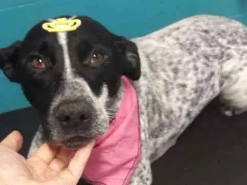 Cachorro ra a Vira lata idade 2 anos nome Kisha
