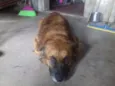 Pipinho