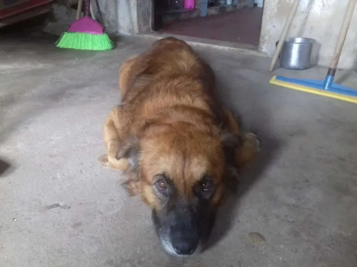 Cachorro raça Viralata idade 2 anos nome Pipinho