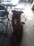 Pipinho