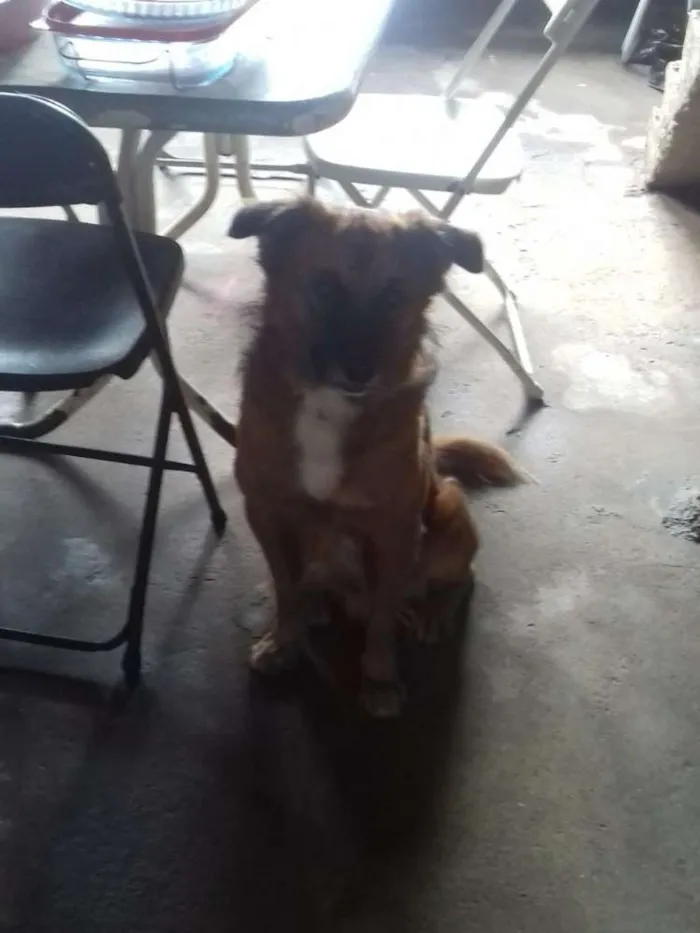 Cachorro raça Viralata idade 2 anos nome Pipinho