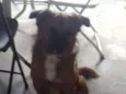 Pipinho