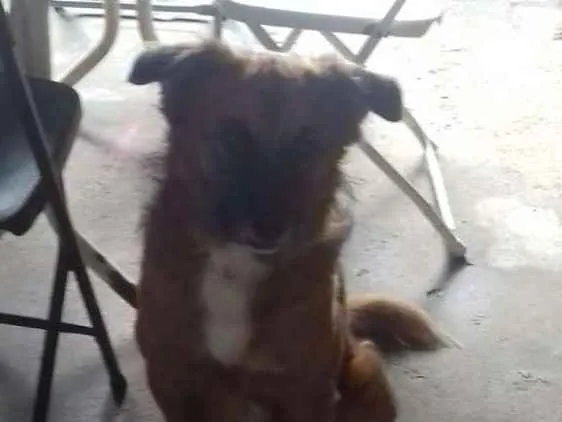 Cachorro raça Viralata idade 2 anos nome Pipinho