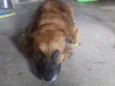 Pipinho