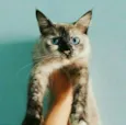 Coelhinha