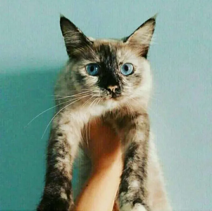 Gato ra a SRD idade 7 a 11 meses nome Coelhinha
