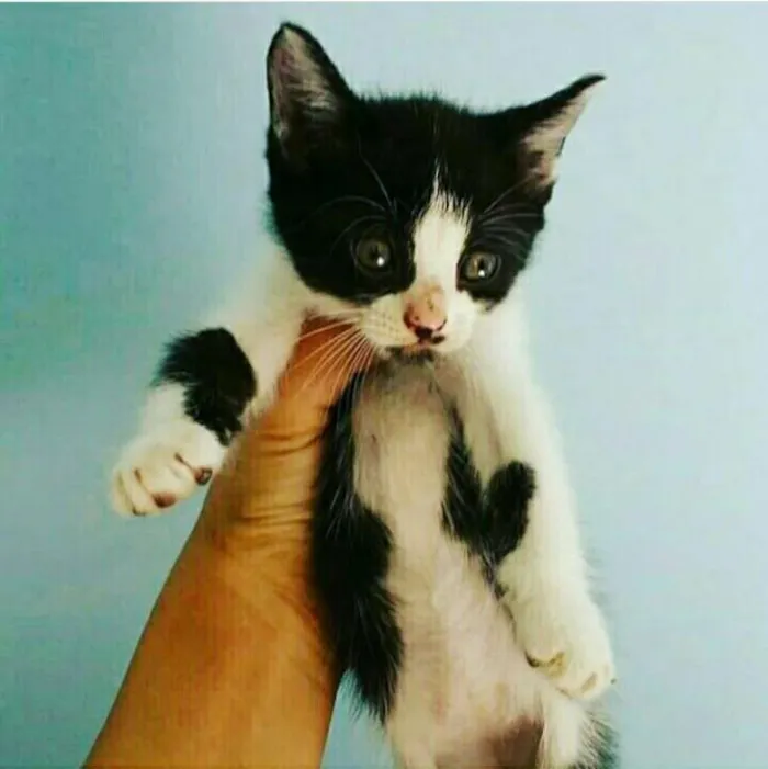 Gato ra a SRD idade 2 a 6 meses nome narizinho