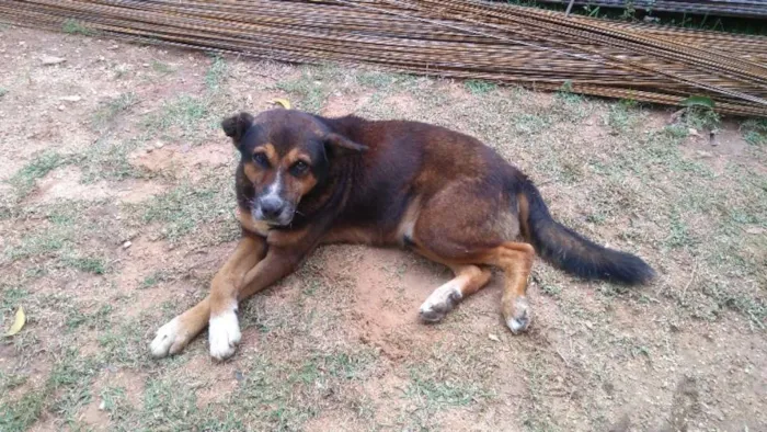 Cachorro ra a  idade 6 ou mais anos nome Lobão