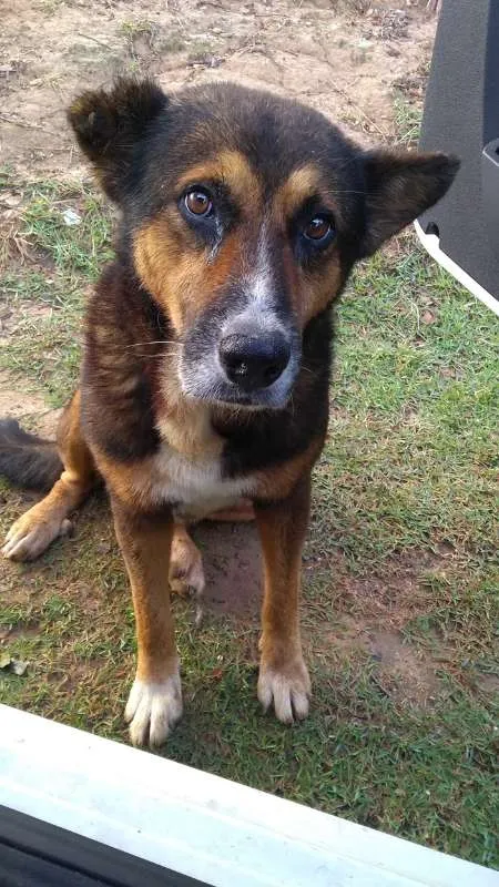 Cachorro ra a  idade 6 ou mais anos nome Lobão