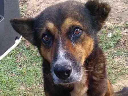 Cachorro ra a  idade 6 ou mais anos nome Lobão