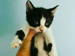 Gato raça SRD idade 2 a 6 meses nome narizinho