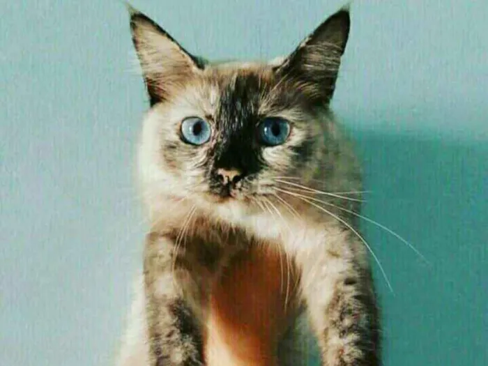 Gato ra a SRD idade 7 a 11 meses nome Coelhinha