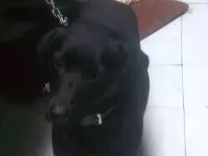 Cachorro raça lavradora idade 7 a 11 meses nome kiara