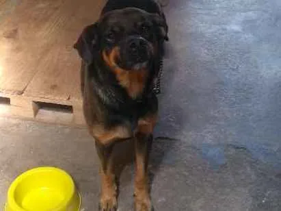 Cachorro raça Vira-lata idade 4 anos nome Zulu