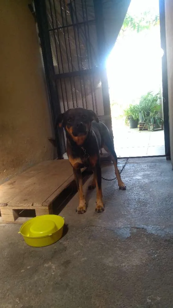 Cachorro raça Vira-lata idade 4 anos nome Zulu