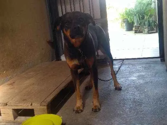 Cachorro raça Vira-lata idade 4 anos nome Zulu