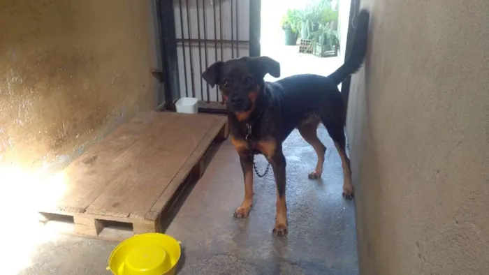 Cachorro raça Vira-lata idade 4 anos nome Zulu