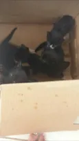 Gatos