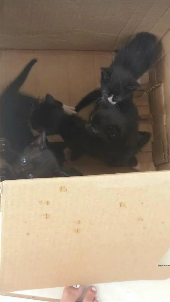 Gato raça De rua idade Abaixo de 2 meses nome Gatos