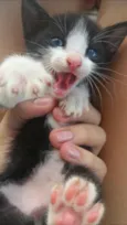 Gatos