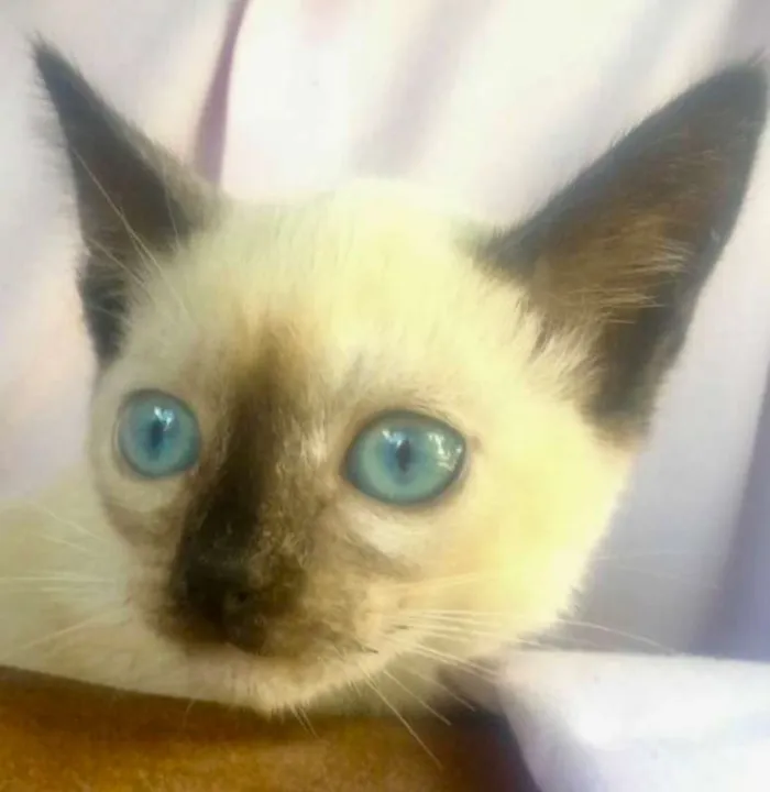 Gato ra a siames idade Abaixo de 2 meses nome YASMIN