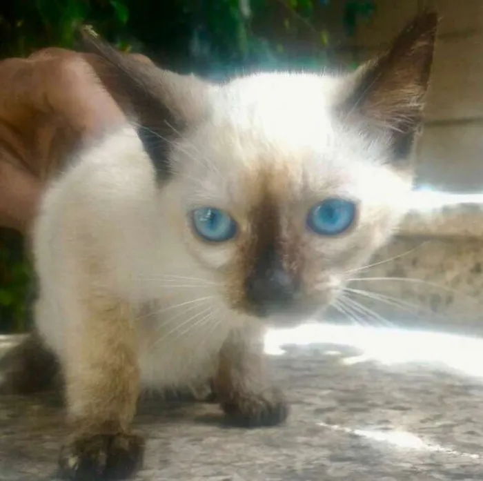 Gato ra a siames idade Abaixo de 2 meses nome YASMIN