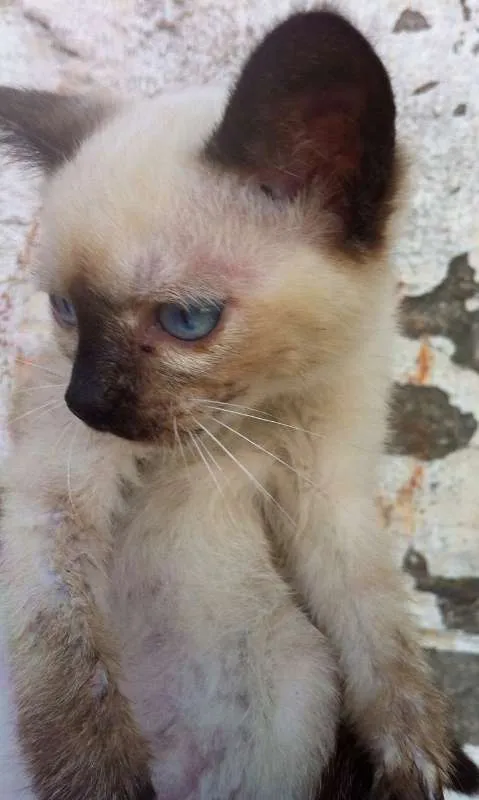 Gato ra a siames idade Abaixo de 2 meses nome YASMIN