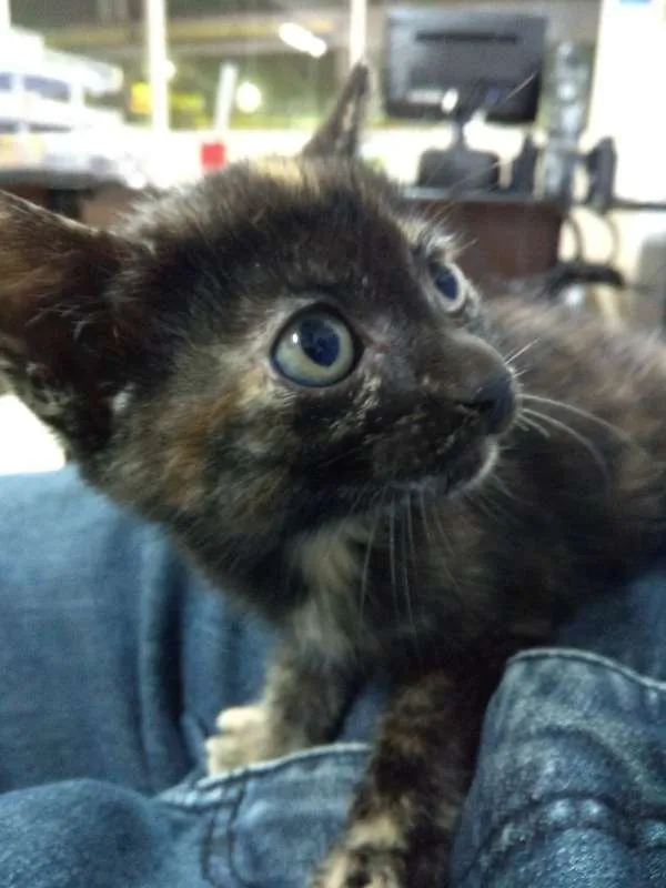 Gato ra a SRD idade Abaixo de 2 meses nome Docinho