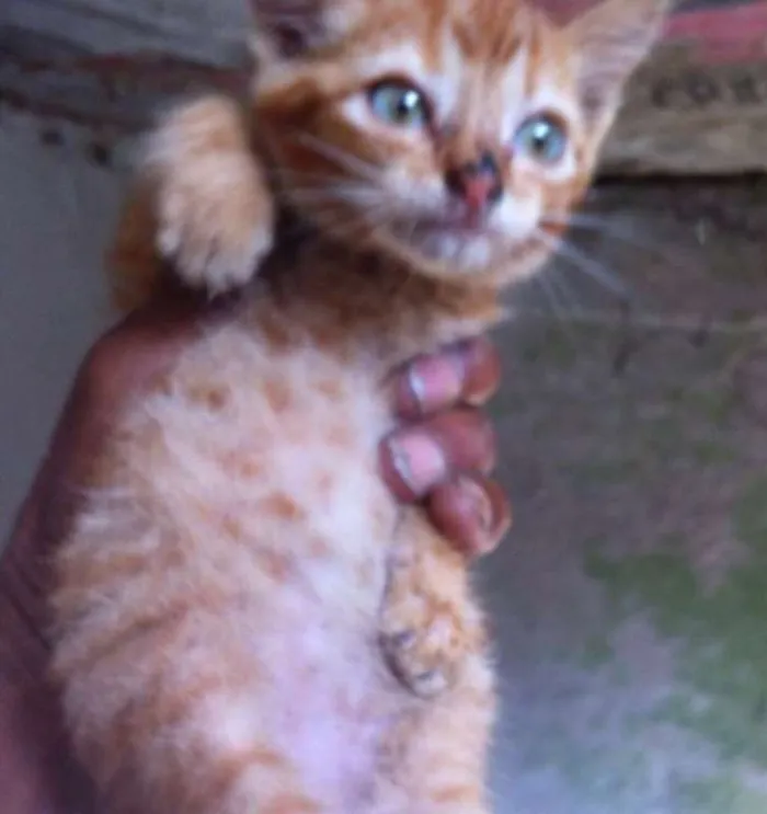 Gato ra a SRD idade Abaixo de 2 meses nome CARAMELO