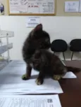 Docinho