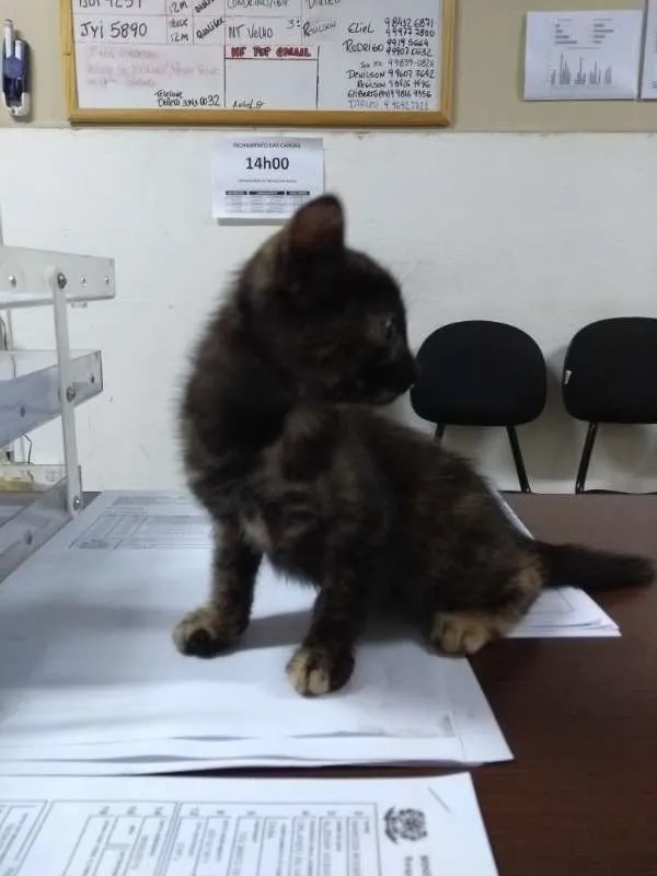Gato ra a SRD idade Abaixo de 2 meses nome Docinho