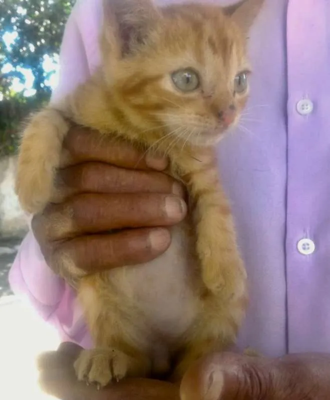 Gato ra a SRD idade Abaixo de 2 meses nome CARAMELO
