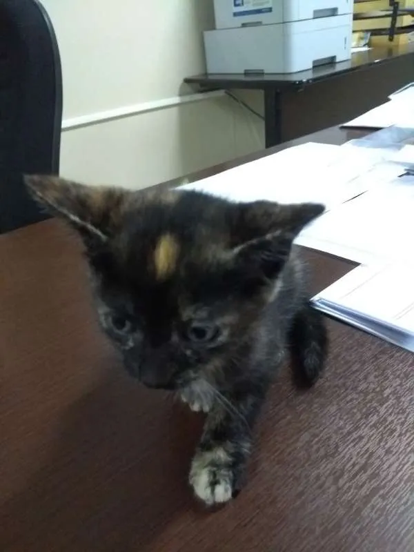 Gato ra a SRD idade Abaixo de 2 meses nome Docinho