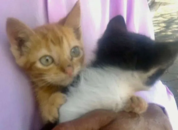 Gato ra a SRD idade Abaixo de 2 meses nome CARAMELO