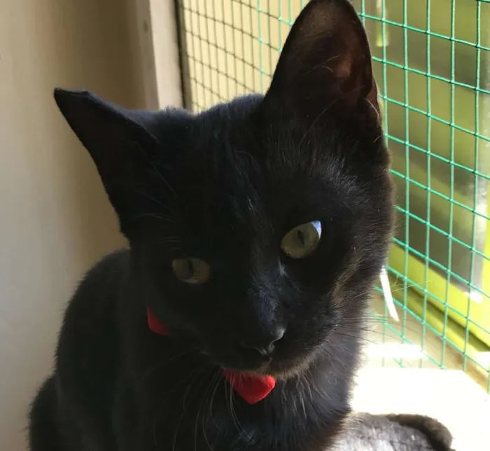 Gato ra a SRD idade 7 a 11 meses nome Téo e Juju