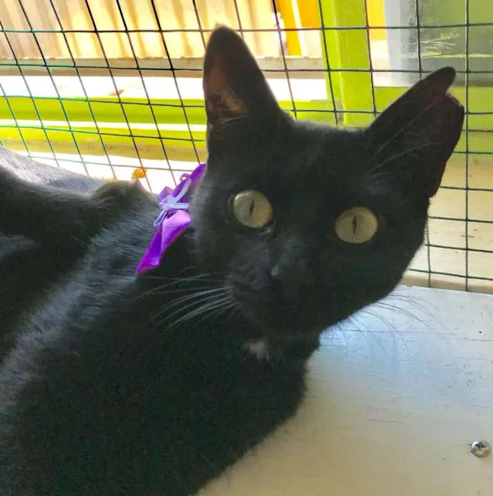 Gato ra a SRD idade 7 a 11 meses nome Téo e Juju