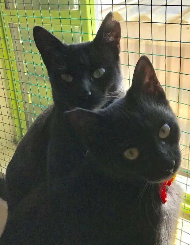 Gato ra a SRD idade 7 a 11 meses nome Téo e Juju